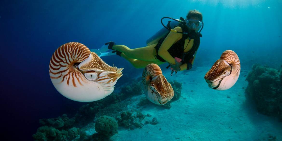 diver-with-the-nautiluses-in-Palau.jpg